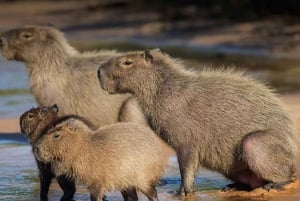 Tambopata: passeio de 2 dias pela vida selvagem com estadia num alojamento na selva