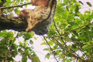Tambopata: passeio de 2 dias pela vida selvagem com estadia num alojamento na selva