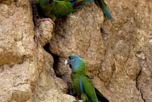 Tambopata: passeio de 2 dias pela vida selvagem com estadia num alojamento na selva
