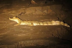 Tambopata: passeio de 2 dias pela vida selvagem com estadia num alojamento na selva