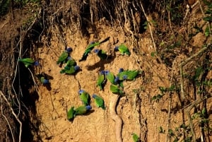 Tambopata: passeio de 2 dias pela vida selvagem com estadia num alojamento na selva