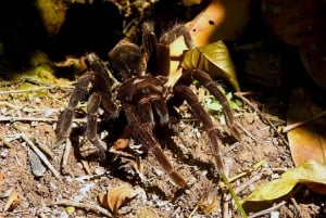 Tambopata: passeio de 2 dias pela vida selvagem com estadia num alojamento na selva