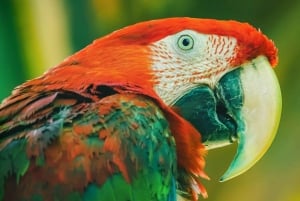 Tambopata: tour de 3 horas para ver guacamayos y loros en el collpa