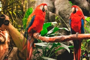 Tambopata: tour de 3 horas para ver guacamayos y loros en el collpa