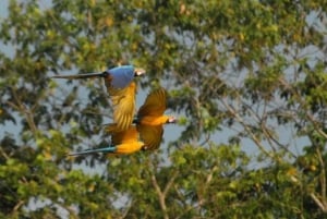 Tambopata: tour de 3 horas para ver guacamayos y loros en el collpa