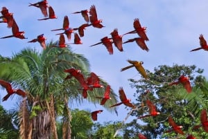 Tambopata: tour de 3 horas para ver guacamayos y loros en el collpa