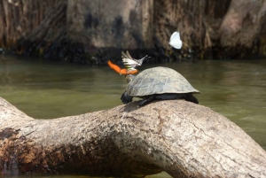 Tambopata: Multi-Day Amazon Rainforest Tour with Local Guide