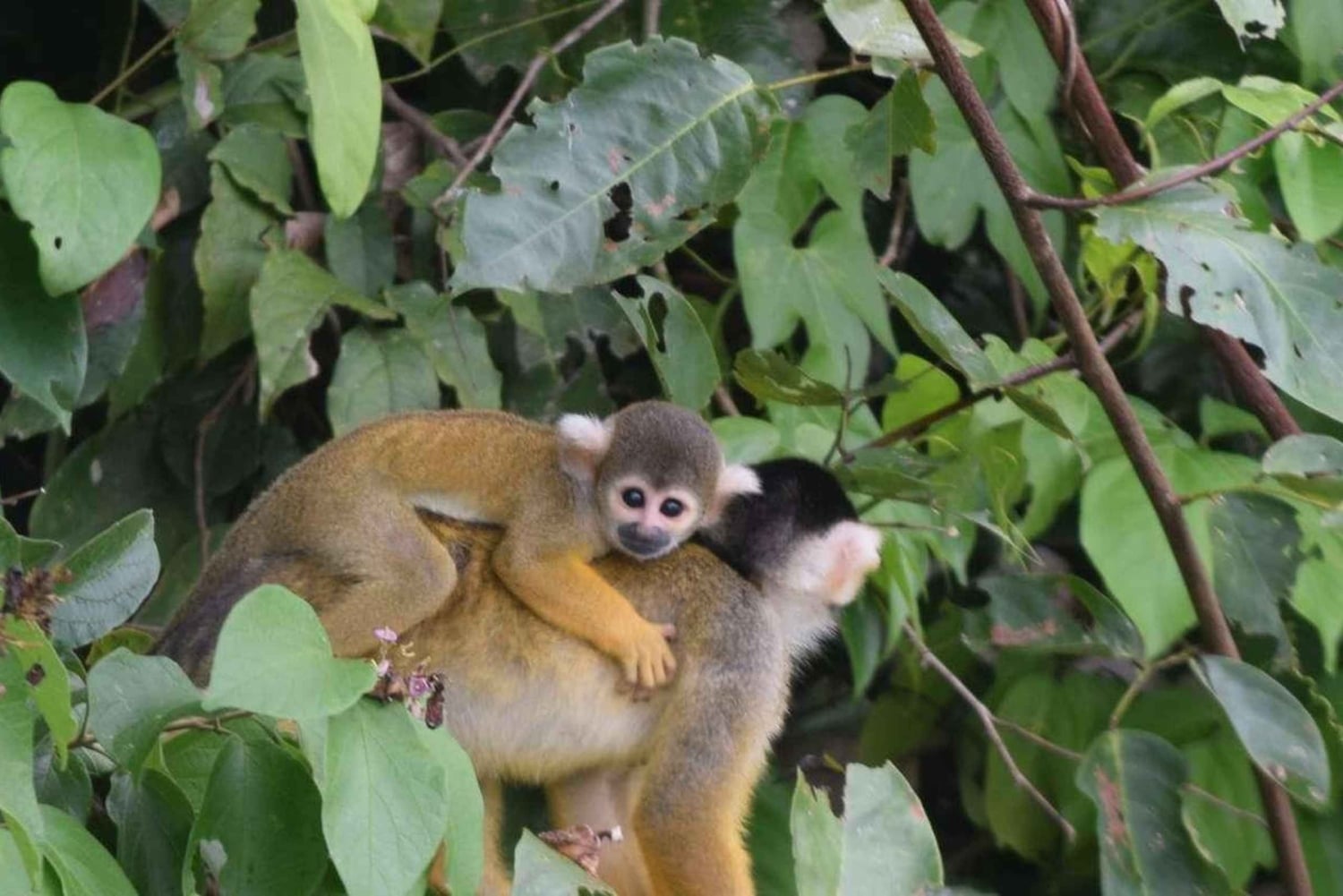 TAMBOPATA AMAZONE WILD 3D/2N