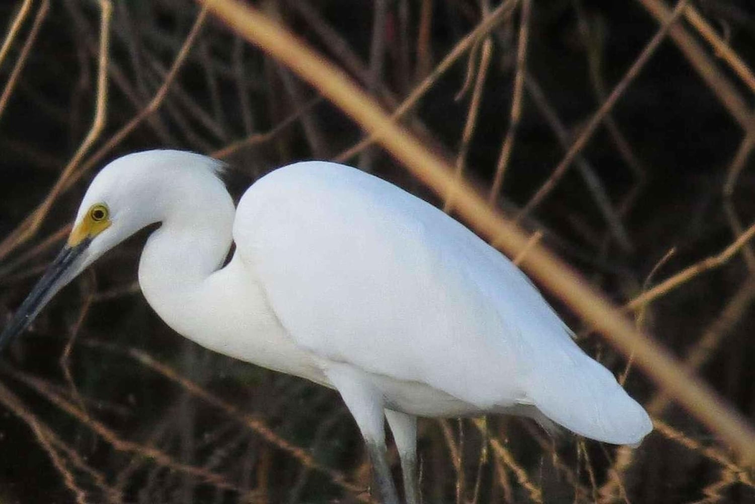 TAMBOPATA AMAZONE WILD 3D/2N