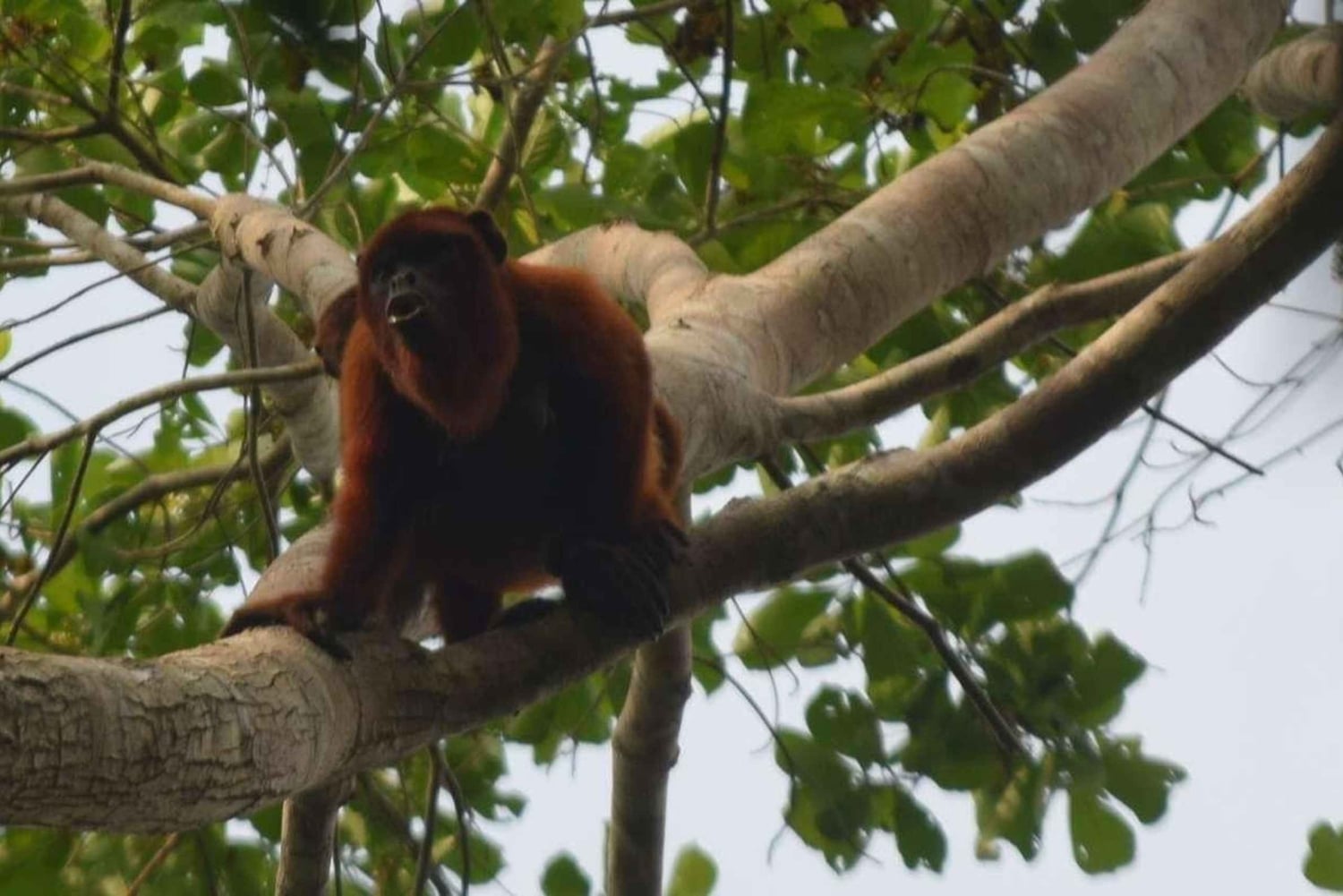 TAMBOPATA AMAZONE WILD 3D/2N