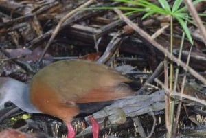 TAMBOPATA AMAZONE WILD 3D/2N