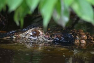 TAMBOPATA AMAZONE WILD 3D/2N