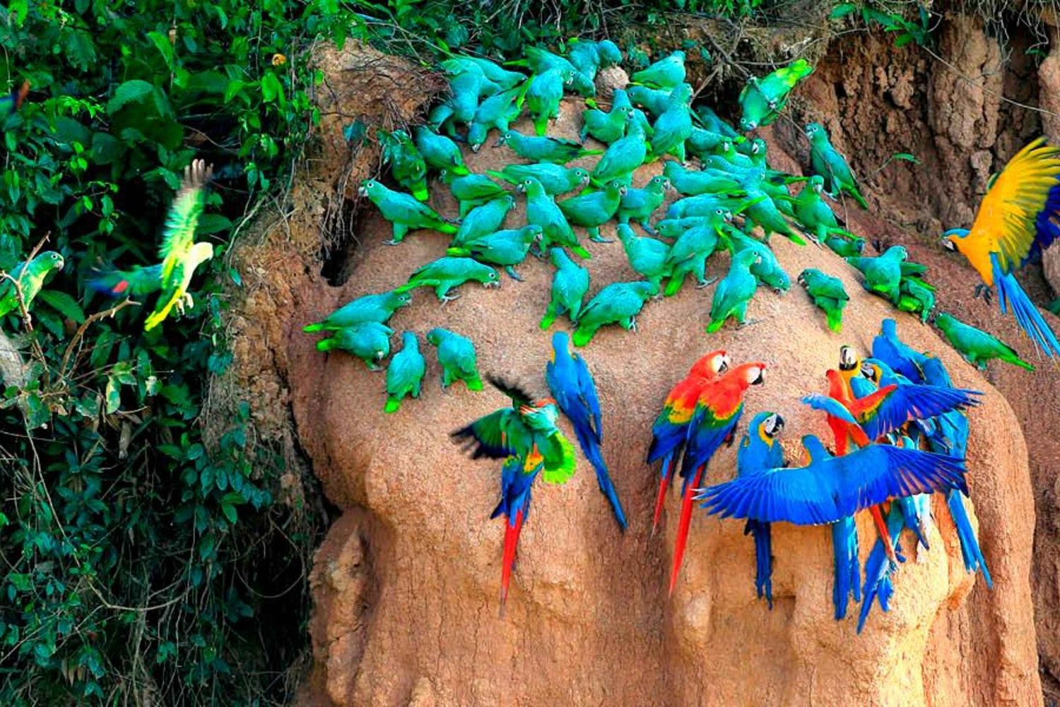Tambopata : visite guidée de la colline d'argile des aras Chuncho