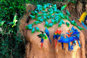 Tambopata : visite guidée de la colline d'argile des aras Chuncho