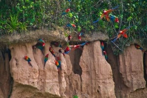 Tambopata : visite guidée de la colline d'argile des aras Chuncho