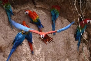 Tambopata : visite guidée de la colline d'argile des aras Chuncho
