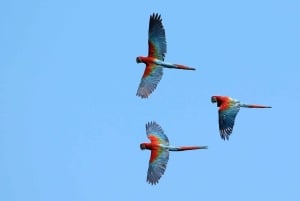 Tambopata : visite guidée de la colline d'argile des aras Chuncho