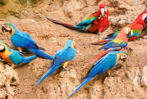 Tambopata : visite guidée de la colline d'argile des aras Chuncho