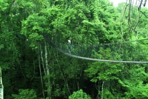 Från Puerto Maldonado: Inkaterra Rainforest Canopy Tour