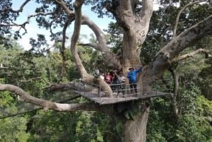 Från Puerto Maldonado: Inkaterra Rainforest Canopy Tour