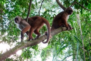 Tambopata: Lake Sandoval and Cayman Safari 2-days
