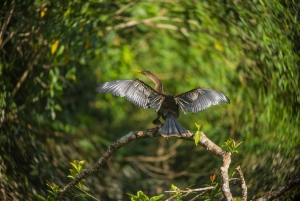 Tambopata Macaw Clay Lick 3 days/2 nights
