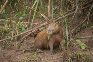 Tambopata Macaw Clay Lick 3 dias/2 noites
