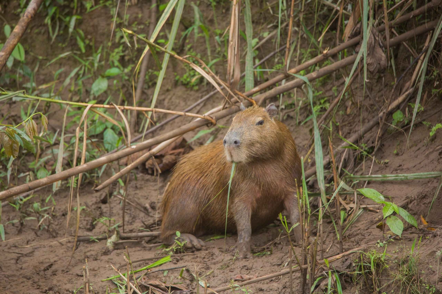 Tambopata Macaw Clay Lick 4 days/3 nights