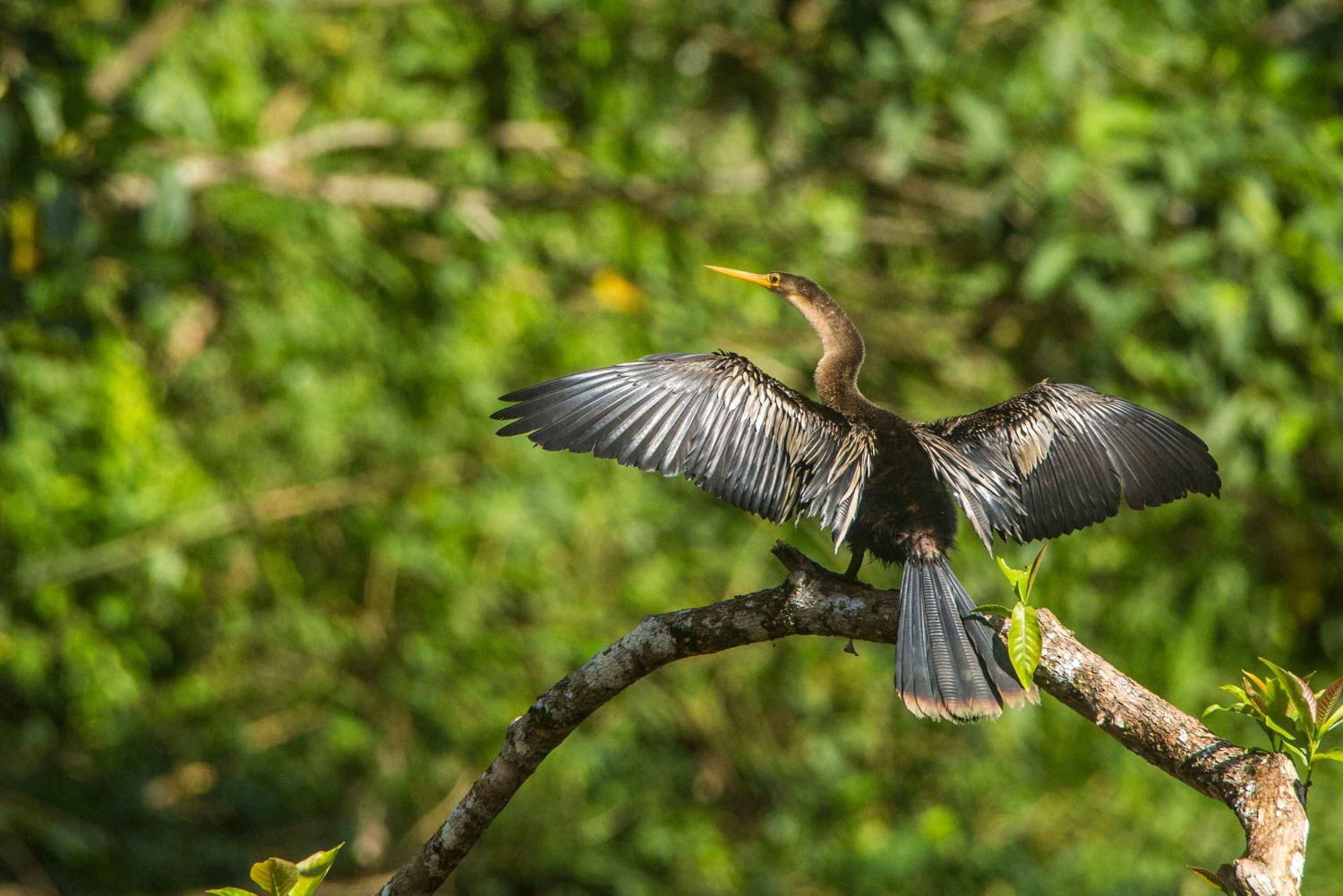 Tambopata Macaw Clay Lick 4 days/3 nights
