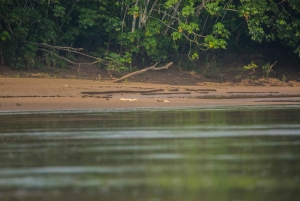 Tambopata Macaw Clay Lick 4 days/3 nights