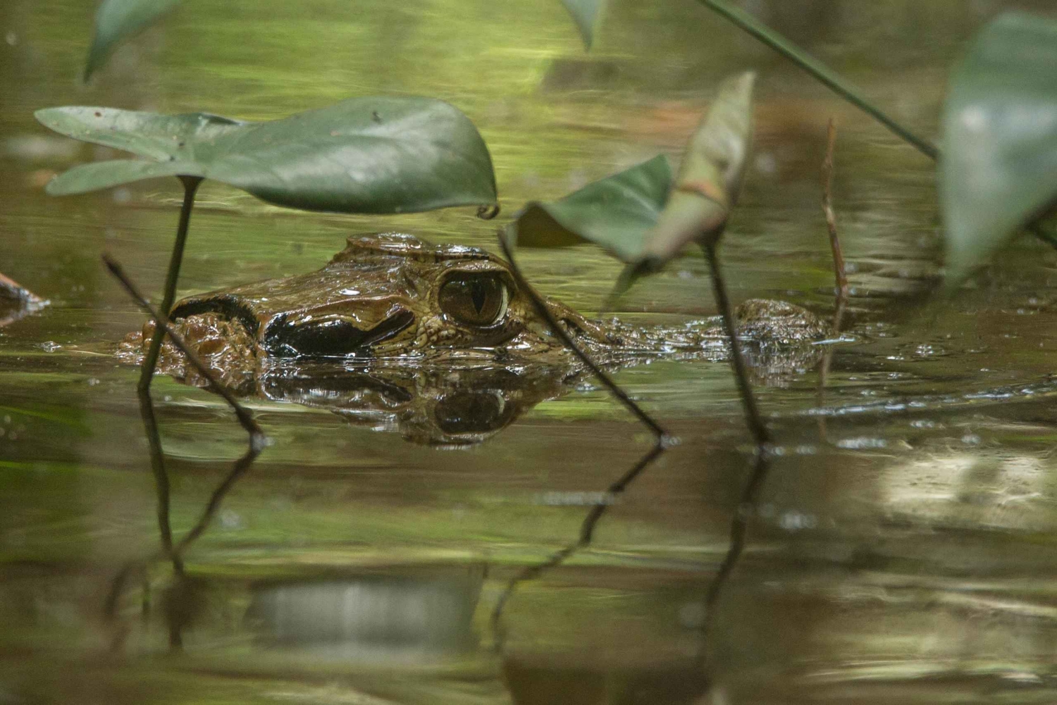 Tambopata Macaw Clay Lick 5 days/4 nights
