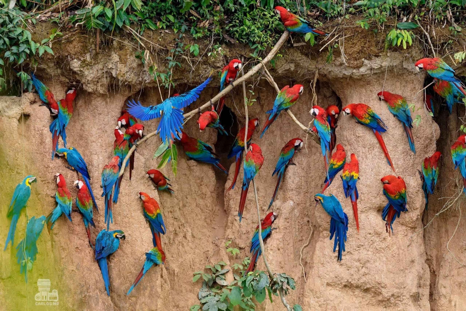 Tambopata Macaw Clay Lick 5 days/4 nights