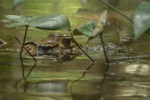 Tambopata Macaw Clay Lick 5 days/4 nights