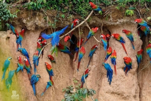 Tambopata Macaw Clay Lick 5 days/4 nights
