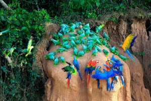 Tambopata Macaw Clay Lick 5 days/4 nights