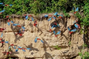 Tambopatan kansallispuiston retki 3 päivää