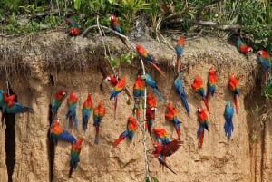 Tambopata: Papegojor och araer vid lerplatsen med frukost