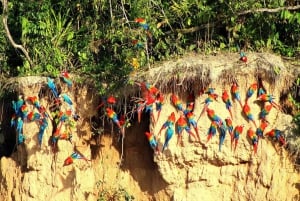Tambopata: Papegojor och araer vid lerplatsen med frukost