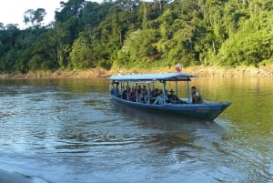 Tambopata: Papegojor och araer vid lerplatsen med frukost