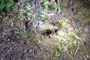 Jungle amazonienne péruvienne de Tambopata pour trois jours/deux nuits