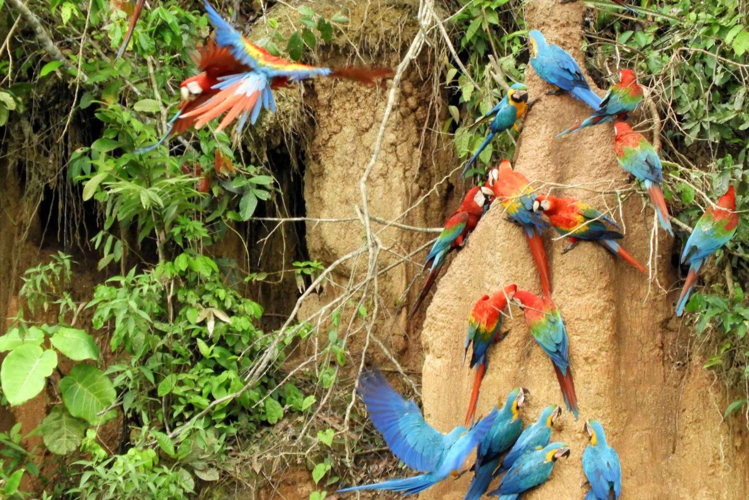 Tambopata-rivier papegaaien- en ara-observatietour