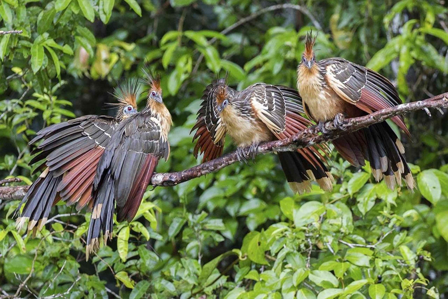 Фототур по реке Тамбопата с попугаями и ара