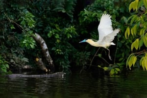 Tambopata-elven: Papegøye- og ara-fototur