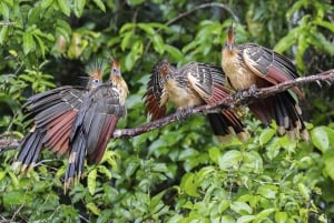 Tambopata-elven: Papegøye- og ara-fototur