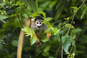 Tambopata-elven: Papegøye- og ara-fototur