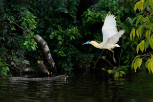 Фототур по реке Тамбопата с попугаями и ара