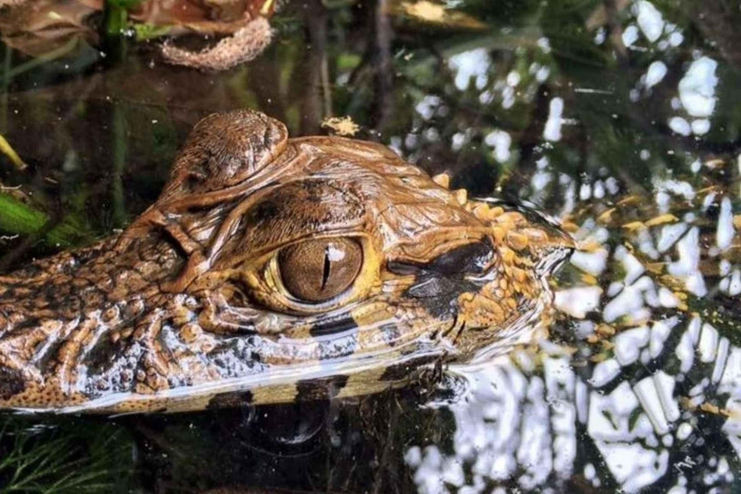 TAMBOPATA SAFARI ANIMALS 3D/2N