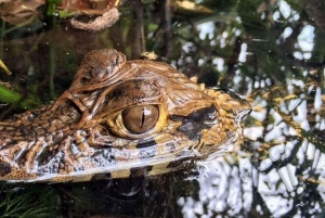 TAMBOPATA SAFARI ANIMALS 3D/2N