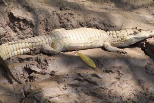 TAMBOPATA SAFARI ANIMALS 3D/2N