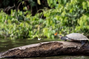 TAMBOPATA SAFARI ANIMALS 3D/2N